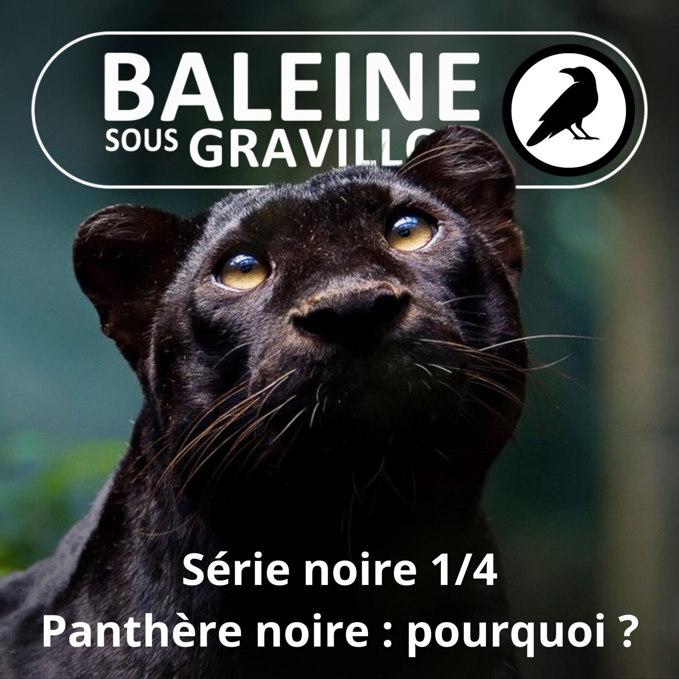 S07E104 Série noire 1/4 : Pourquoi certaines panthères sont noires ?