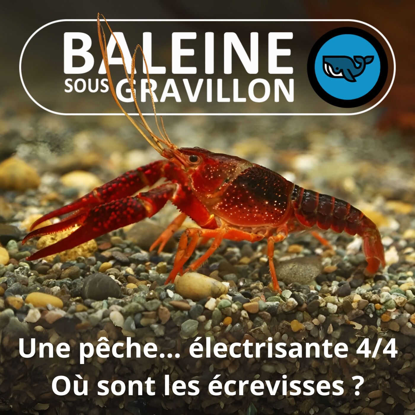 S07E134 Partie de pêche… électrisante 4/4 : Où sont passées les Écrevisses ?