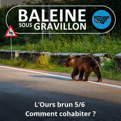 S07E157 L'Ours brun 5/6 : Comment cohabiter ? (Rémi Dupouy) cover