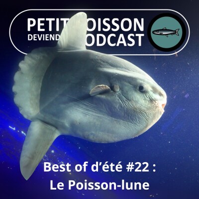 BEST OF D'ÉTÉ #22 : Le Poisson-lune : Un géant qui commence sa vie en forme d'étoile cover