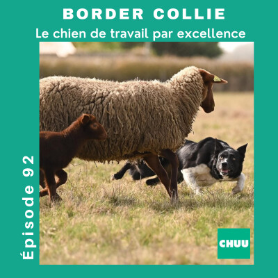 Border collie : un chien de travail par excellence cover