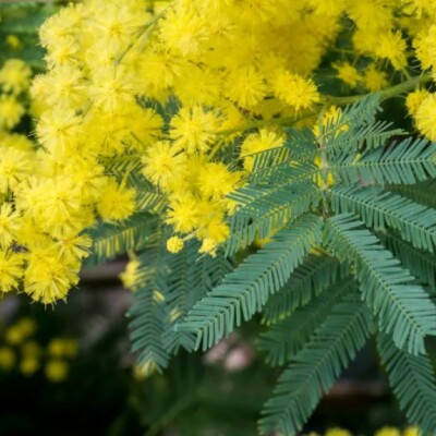 Le mimosa signe son grand retour dans nos jardins ! cover