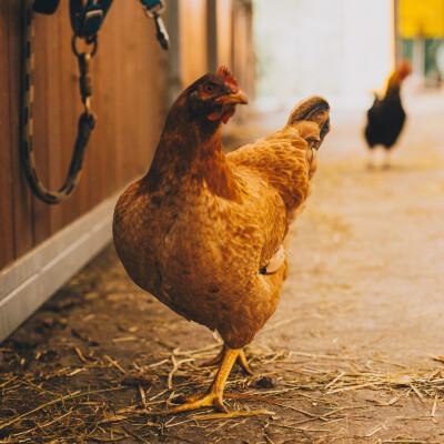 🧘♀️ Mindset • Notre alimentation 🥣 cover