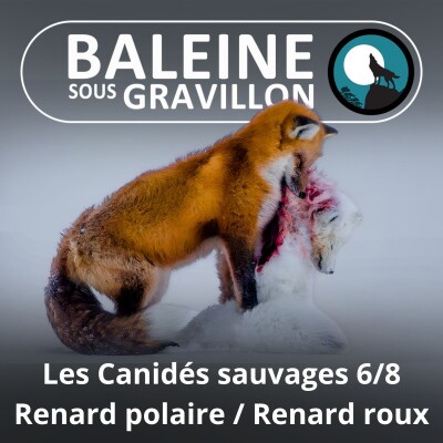 S04E48 Les Canidés sauvages 6/8 : Quand le Renard roux menace son cousin polaire cover