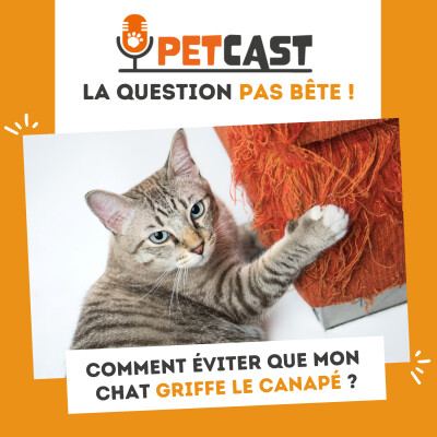 Mon chat griffe mon canapé : quelles astuces pour l’en empêcher ? cover