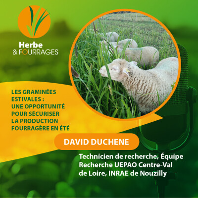 HERBE ET FOURRAGES - Les graminées estivales : une opportunité pour sécuriser la production fourragère en été cover