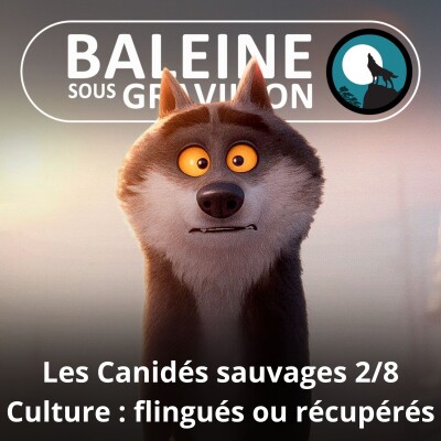 S04E44 Les Canidés sauvages 2/8 : Dans la culture, massacrés... ou récupérés ! cover