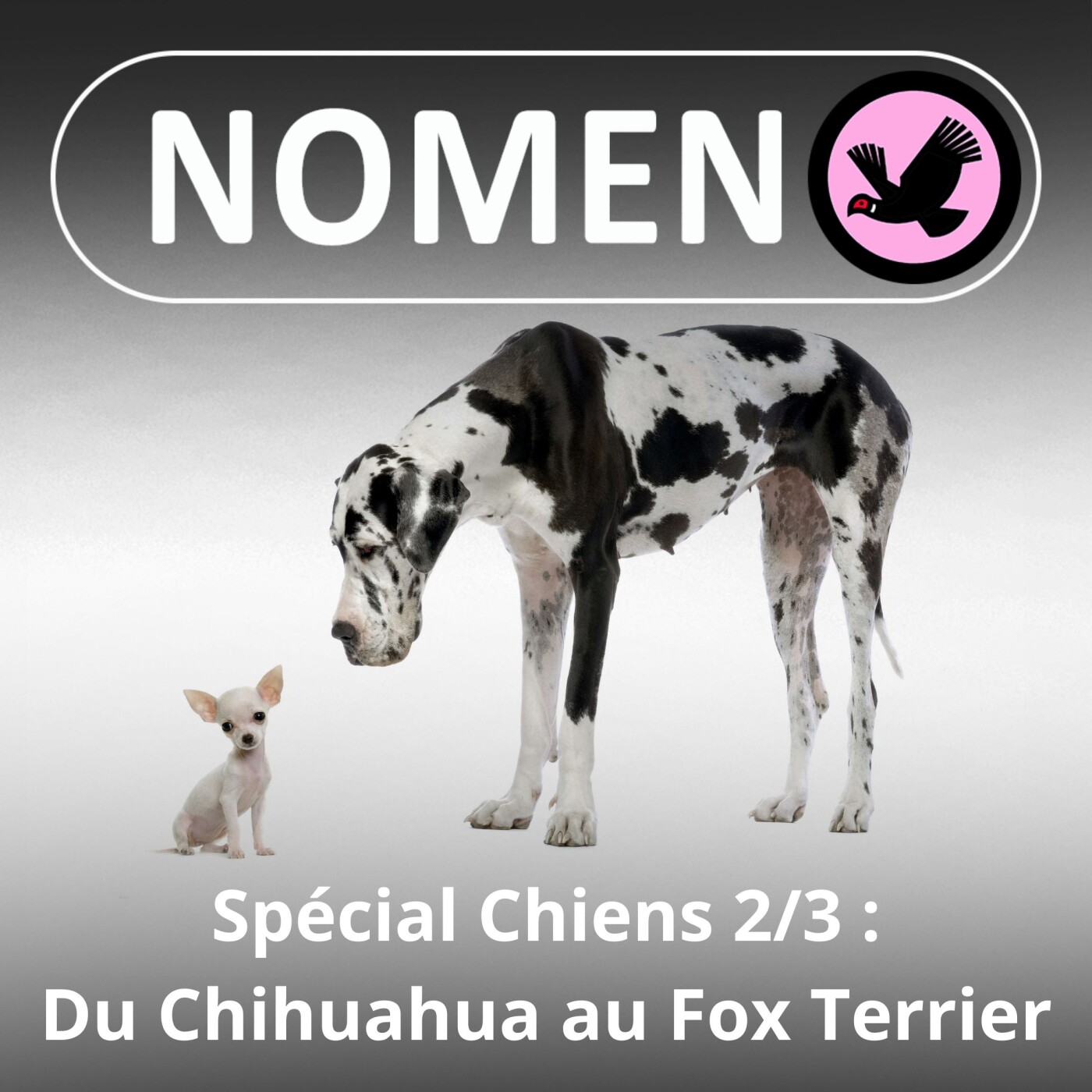 SPÉCIAL Chiens 2/3 : Du Chihuahua au Fox Terrier en passant par le Carlin