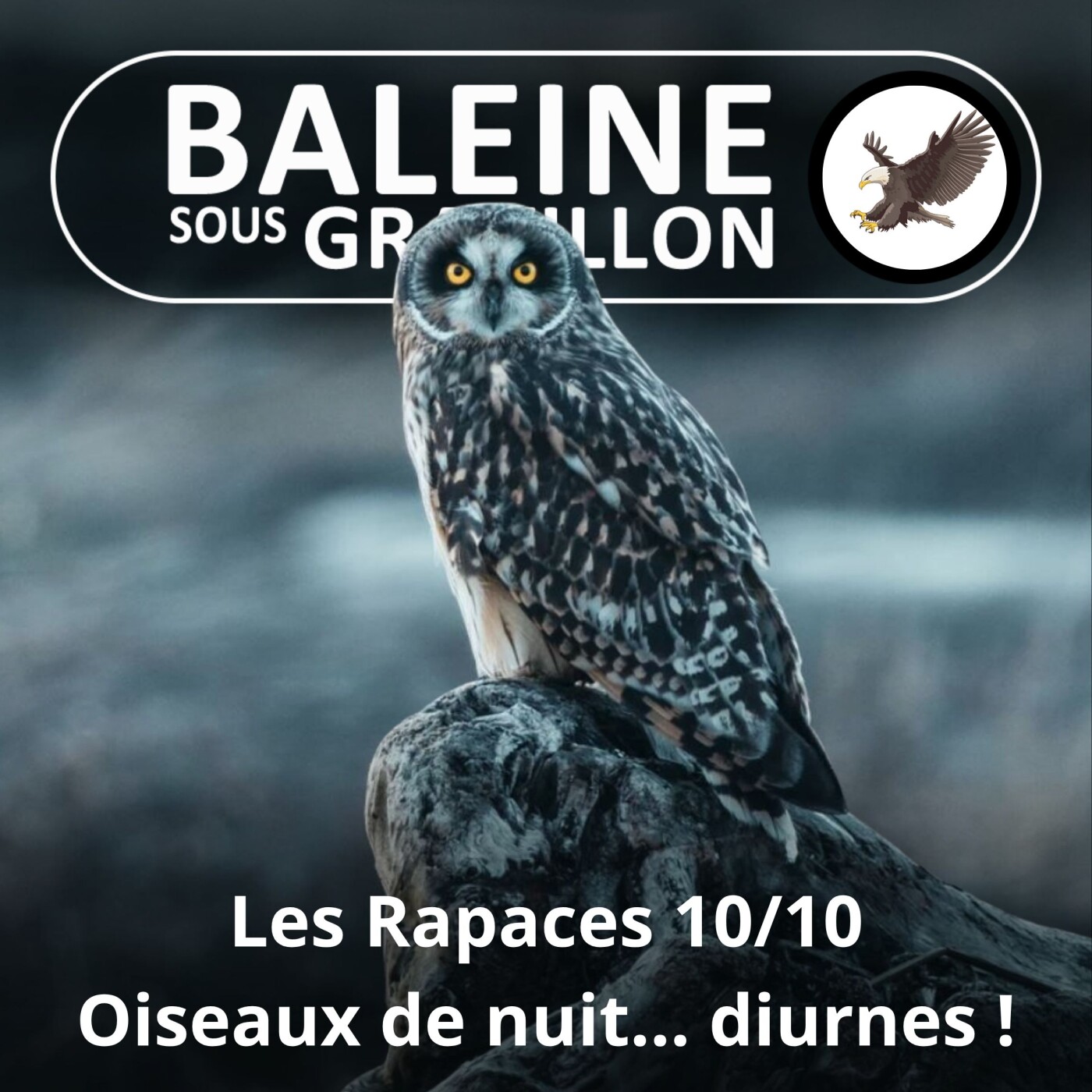 S02E112 Les Rapaces 10/10 : Ces oiseaux de nuit qui vivent... le jour ! episode artwork