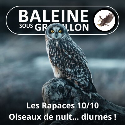 S02E112 Les Rapaces 10/10 : Ces oiseaux de nuit qui vivent... le jour ! cover