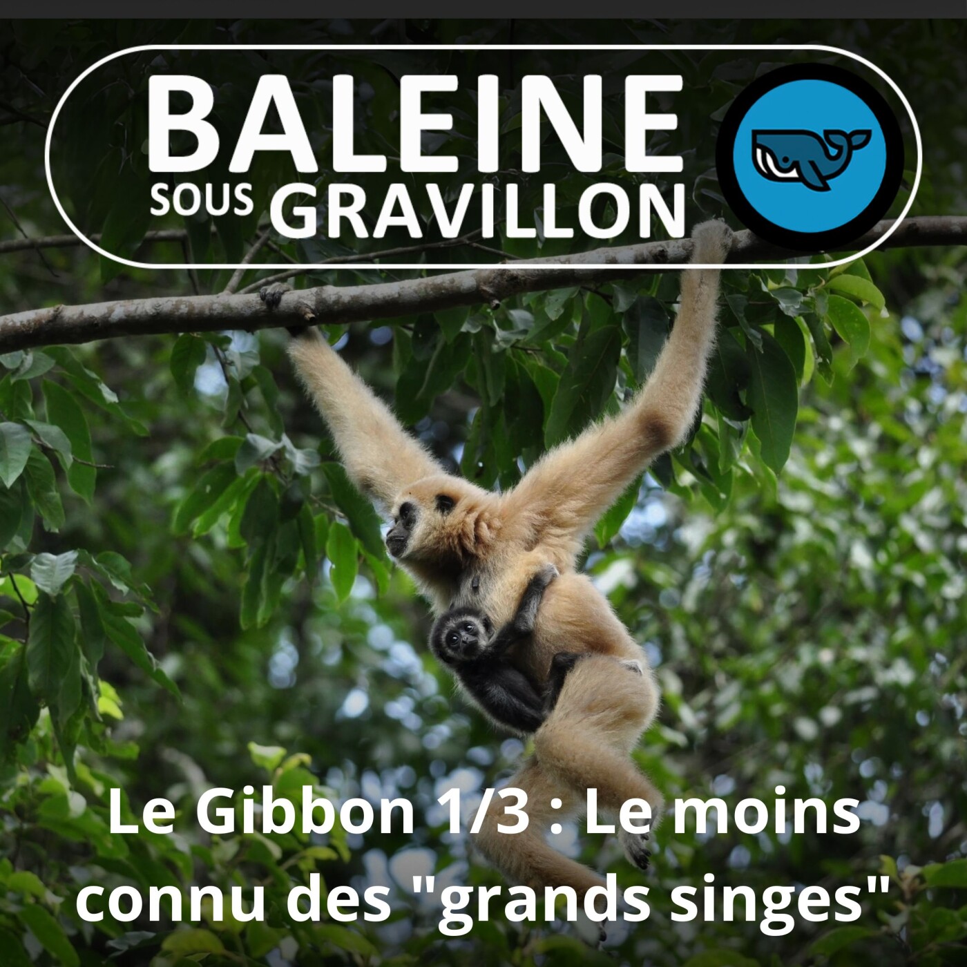 Baleine sous Gravillon