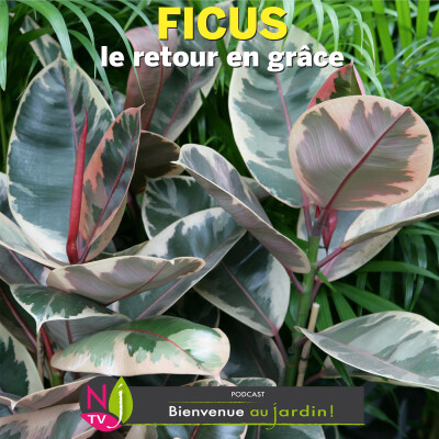#82: LE DOSSIER: LE GRAND RETOUR DES FICUS DANS LA MAISON cover