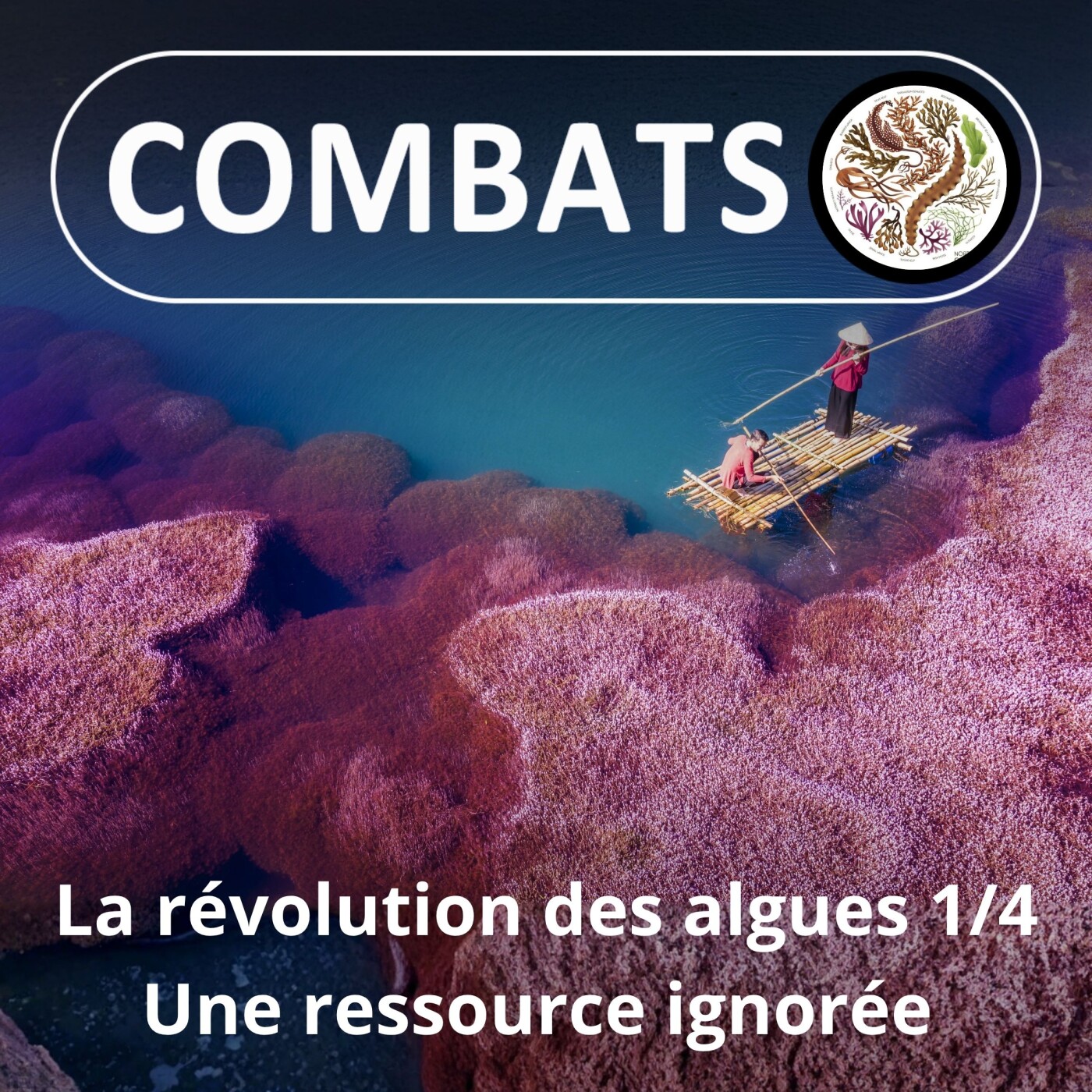 HORS-SÉRIE La révolution des algues 1/4 : Une ressource ignorée