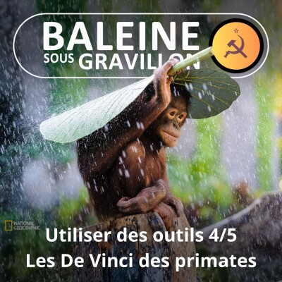S07E30 Les outils des animaux 4/5 : Les De Vinci des primates cover