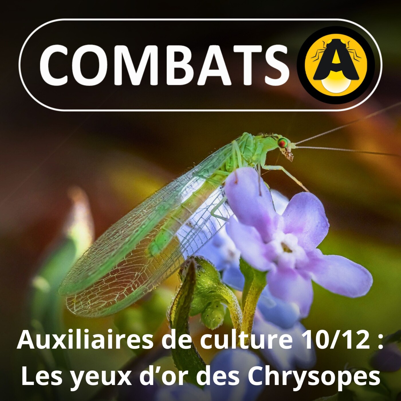 SPÉCIAL Auxiliaires 10/12 : Les yeux dans les yeux ... d'or des Chrysopes