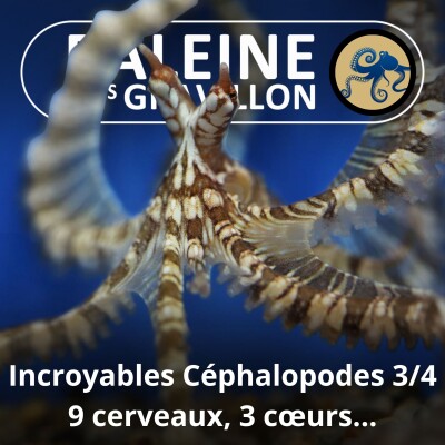 S06E25 Incroyables Céphalopodes 3/4 : 9 cerveaux, 3 cœurs et 1 hold-up évolutif... cover