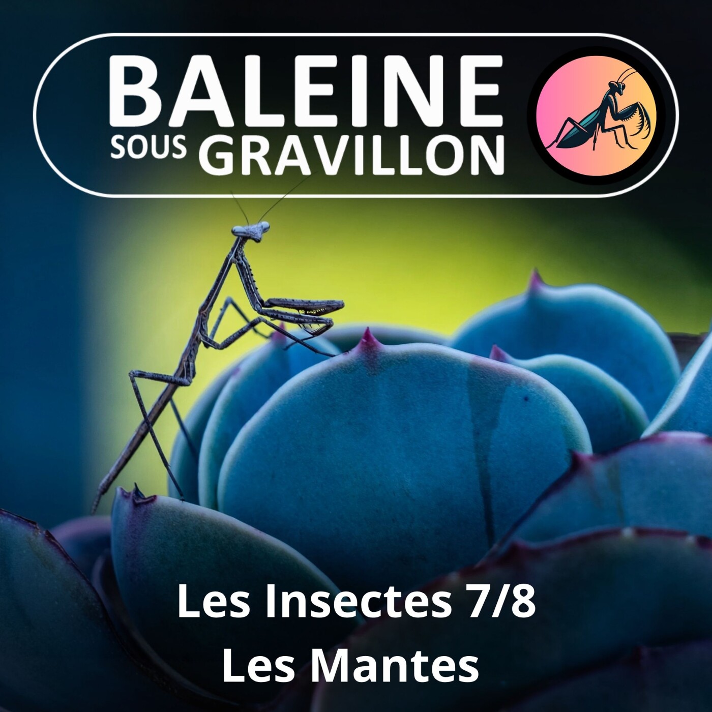 S02E92 Les Insectes 7/8 : Les Mantes, ni religieuses ni trop cannibales (Ennaloel Mateo-Espada) episode artwork