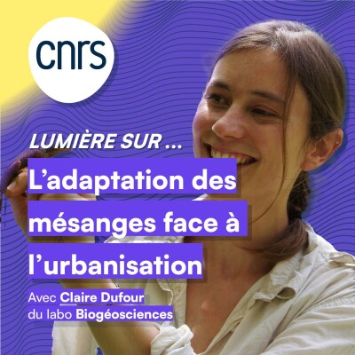 Lumière sur... L’adaptation des mésanges face à l’urbanisation cover