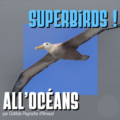Superbirds ! cover