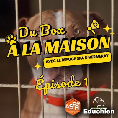 Du BOX à la MAISON - Épisode 1 cover