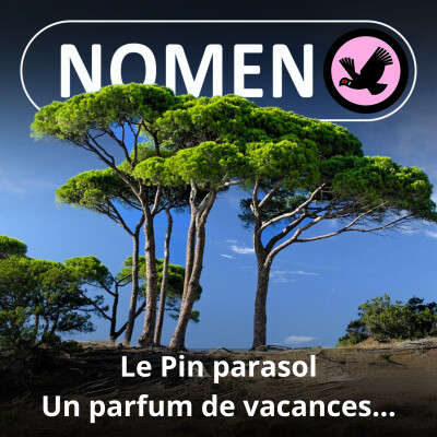 S01E12 À l'ombre millénaire du Pin parasol cover
