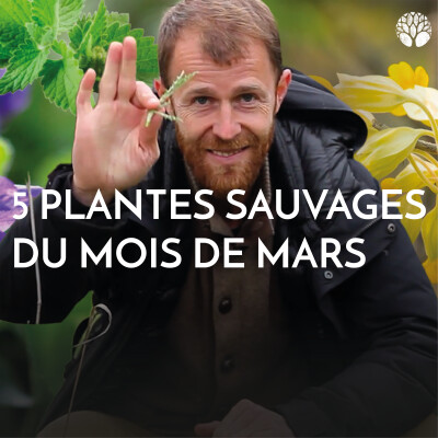 5 plantes sauvages à cueillir au mois de Mars cover
