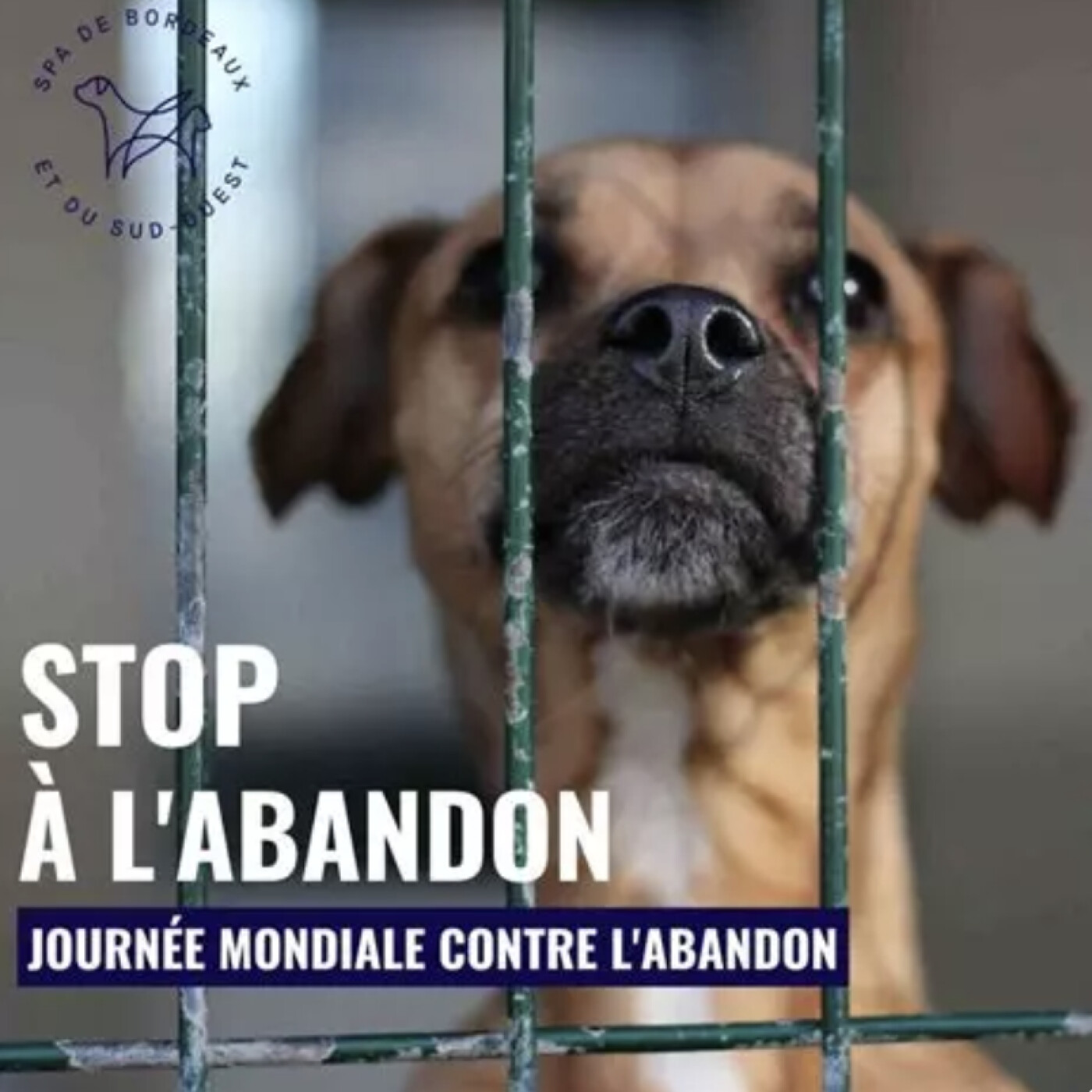 La France championne des abandons d'animaux • La Cigogne engagée #7