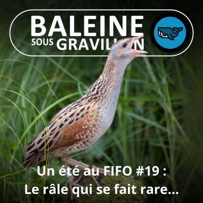 BEST OF D'ÉTÉ #19 : Le Râle des genêts se fait rare (Alexandre Martin, LPO) cover