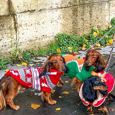 Marchez en bord de Seine avec des « chiens saucisses » ! cover