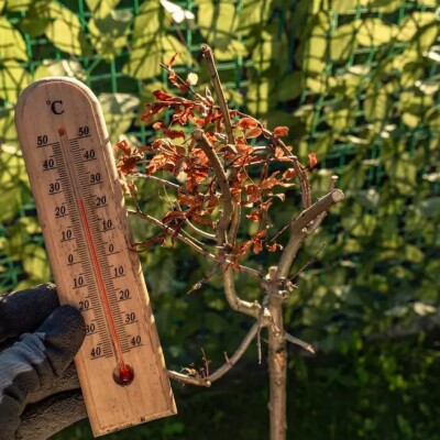 Après les fortes chaleurs, comment aider son jardin à repartir ? cover