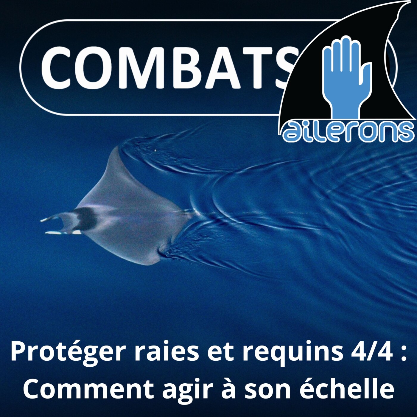 S02E12 Protéger les Raies et les Requins 4/4 : Agir à son échelle