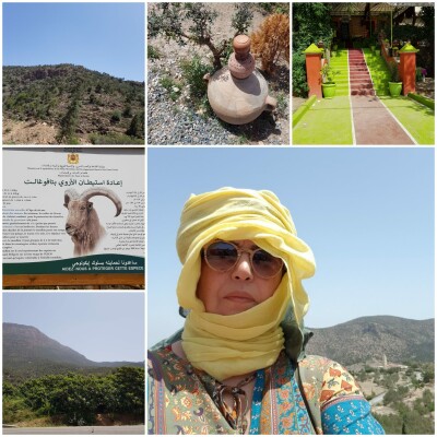 A l'ombre des oliviers, + 1000 milliards de cash donné par la nature cover