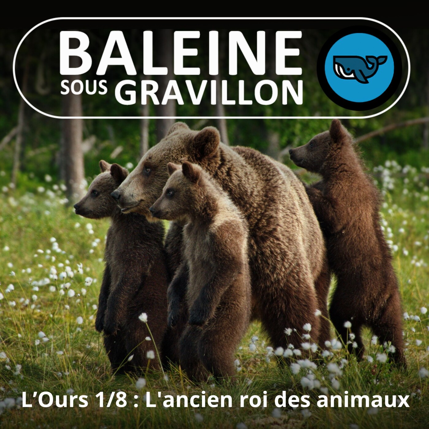 S05E22 L'Ours 1/8 : L'ancien roi des animaux, cet "autre" de l'humain (Rémy Marion)