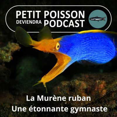 S06E05 Le Murène ruban (re)prend des couleurs... à chaque âge de la vie ! cover