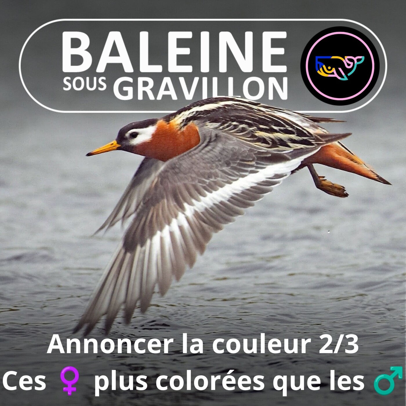 S07E167 Annoncer SA couleur 2/3 : Ces ♀ plus colorées que les ♂ episode artwork