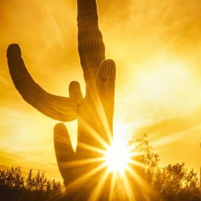 Rayon de Cactus cover