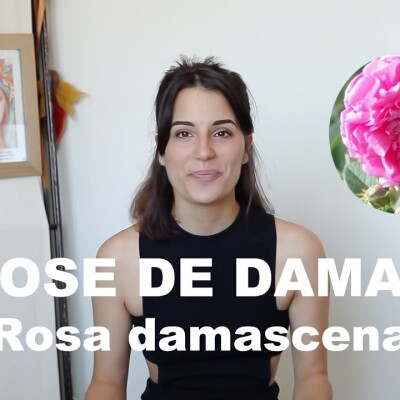 L'huile essentielle de la Rose de Damas - Rosa damascena (et olfaction) cover