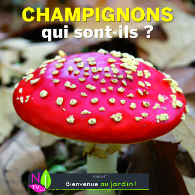 DOSSIER: QUI SONT LES CHAMPIGNONS ? cover