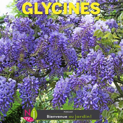 LE DOSSIER: LES GLYCINES, LIANES GÉANTES ET PARFUMÉES… cover