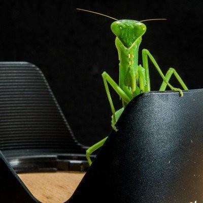 S02E93 Les Insectes 8/8 : Mantes-les-jolies, Ennaloel Mateo-Espada (écologue) cover