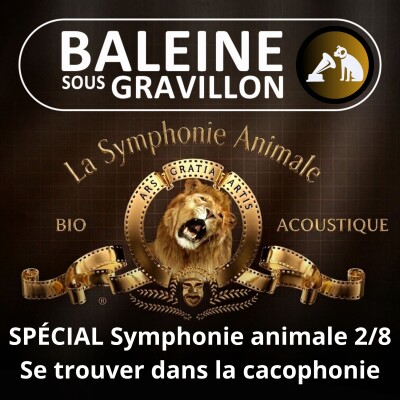 BEST OF D'ÉTÉ #36 Symphonie animale 2/8 : Retrouver son petit dans la cacophonie des Manchots cover