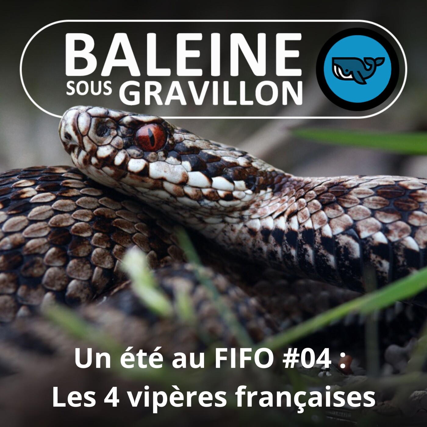 BEST OF D’ÉTÉ %2304 : Les 4 espèces de Vipères françaises (Corentin Foucher, herpétologue)