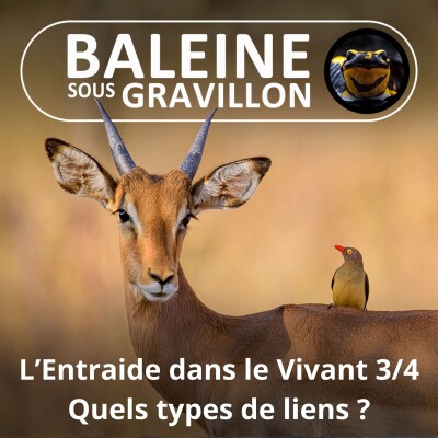 S04E70 L'Entraide dans le Vivant 3/4 : Le Vivant n'est que LIENS, mais lesquels ? (Julien Perrot, Revue Salamandre) cover
