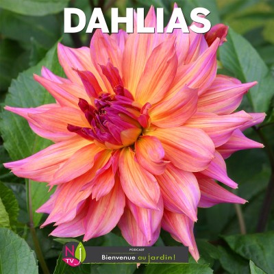 LE DOSSIER: LES DAHLIAS, FLEURS VEDETTES DE L’ÉTÉ ET DE L’AUTOMNE cover