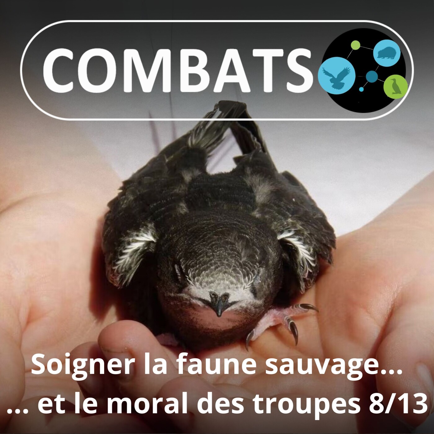 S01E65 Soigner la faune sauvage 8/13 : Soigner... le moral des troupes (Manon Tissidre, directrice)