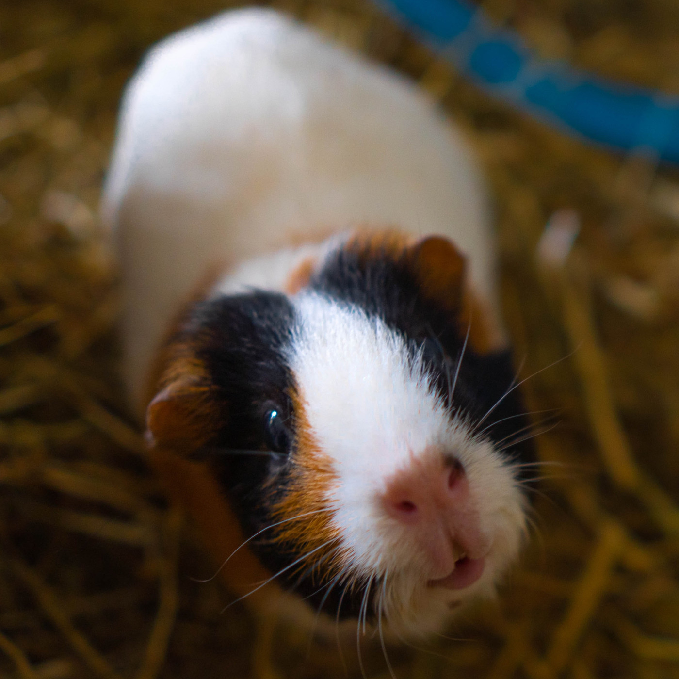 WILD - PODCAST ANIMALIER #0 - TEASER PRESENTATION EMISSION