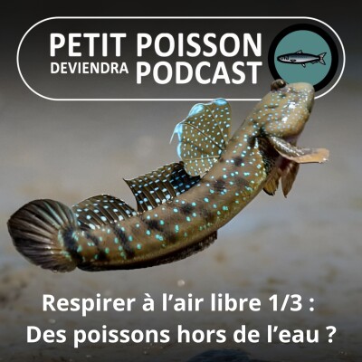 S01E08 Heureux comme un poisson... hors de l'eau : Gobies, Blennies et Consorts... cover