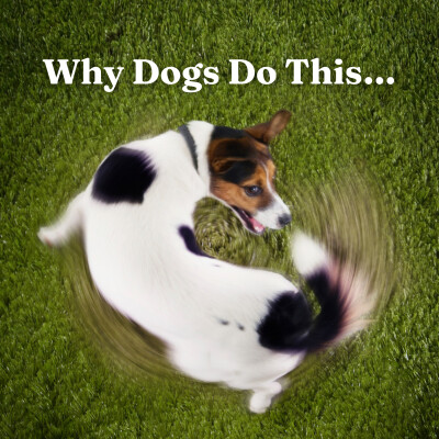 Why Dogs Chase Their Tails, Follow You & Act Strange: 10 Hidden Behaviors Every Pet Parent Must Understand for a Happier, Healthier Dog cover