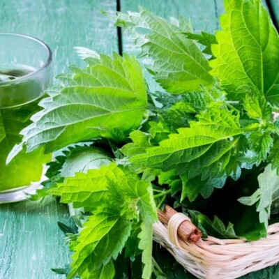 Orties envahissantes ? Transformez-les en alliées ! cover