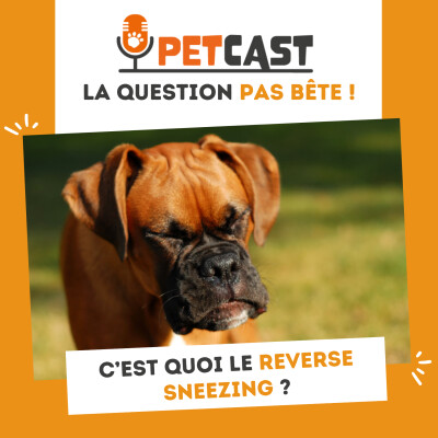 C’est quoi le reverse sneezing ? cover